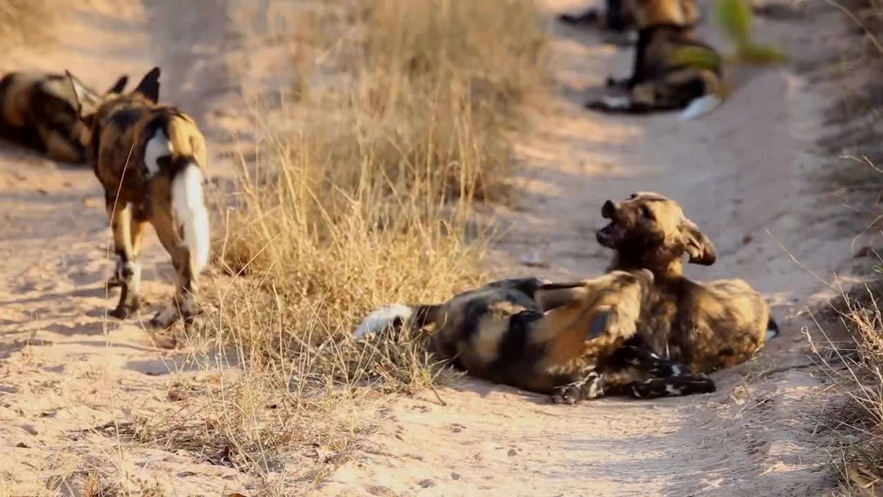 African wild dog pups at play