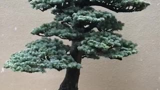 Bonsai In Snow