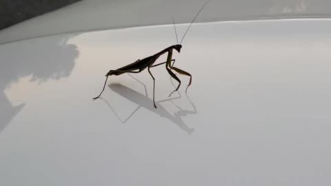 Praying Mantis