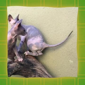 animais de estimação lindos gatos