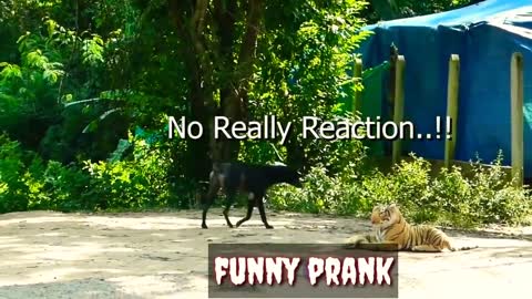 Prank with the dog