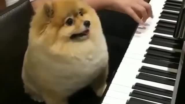 A dog who can play the piano