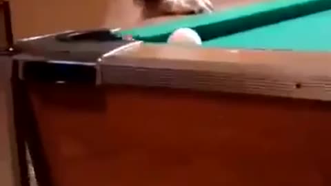 Dog playing snooker with awesome skills