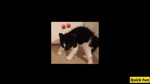 Dogs and Cats Very Funny Videos