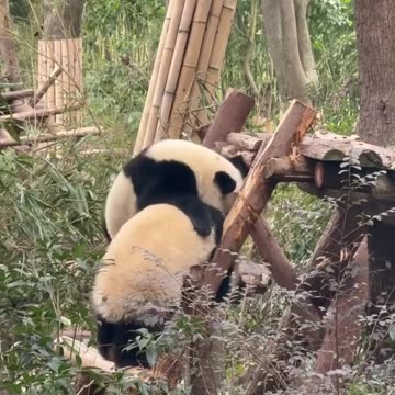 A place where joy truly comes to life, it’s at #Panda Park | #chengdutravel #explorechina #travel