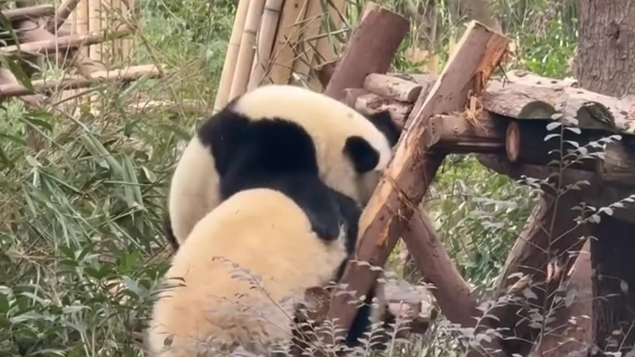 A place where joy truly comes to life, it’s at #Panda Park | #chengdutravel #explorechina #travel