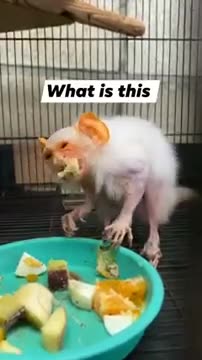 What Kind of Animal is This?