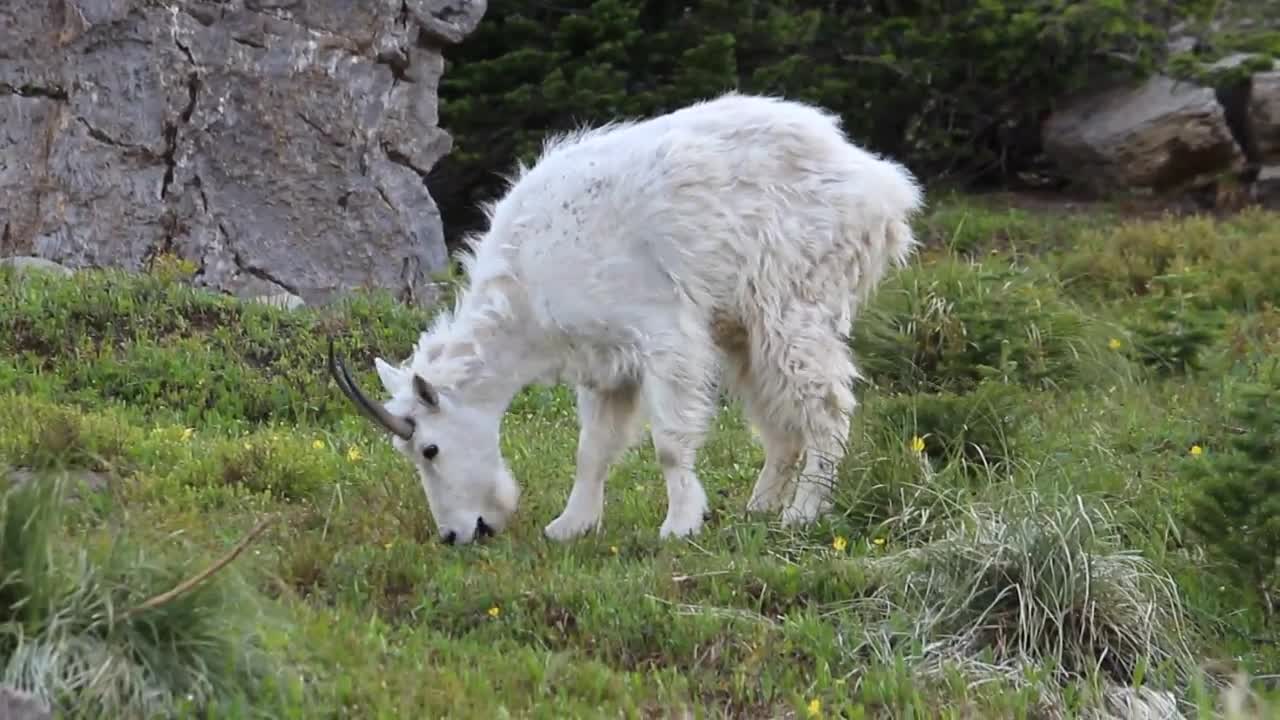 Glacier Park Mt Goat