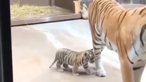 Baby tiger