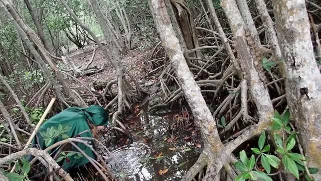 Gran Hechicero - Tiburon Tigre