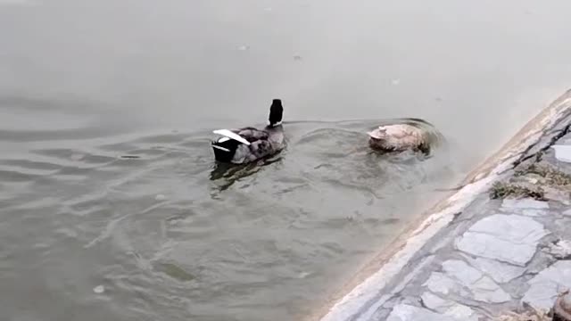 Ducks Swimming Video By Kingdom Of Awais