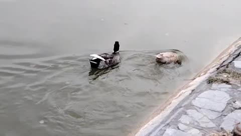 Ducks Swimming Video By Kingdom Of Awais