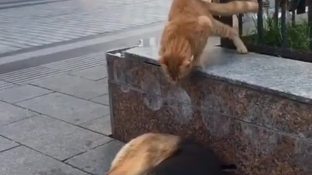 Cat Attacks Sleeping Dog