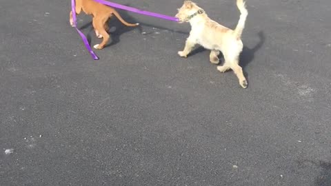 Boxer Pup Takes New Friend for a Walk