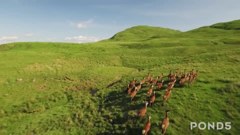 Wildlife Footage- Compilation