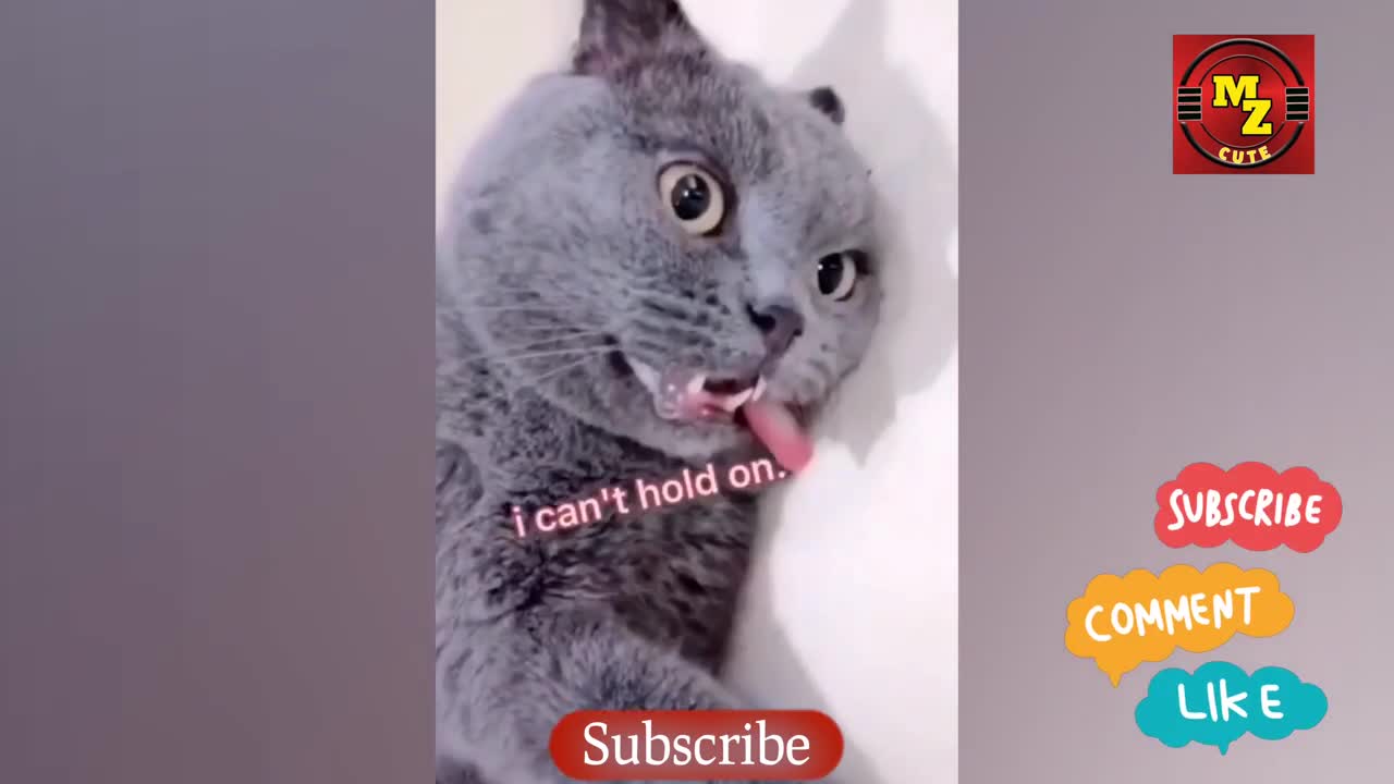 🐶 Dog and cat funny compilation 😹
