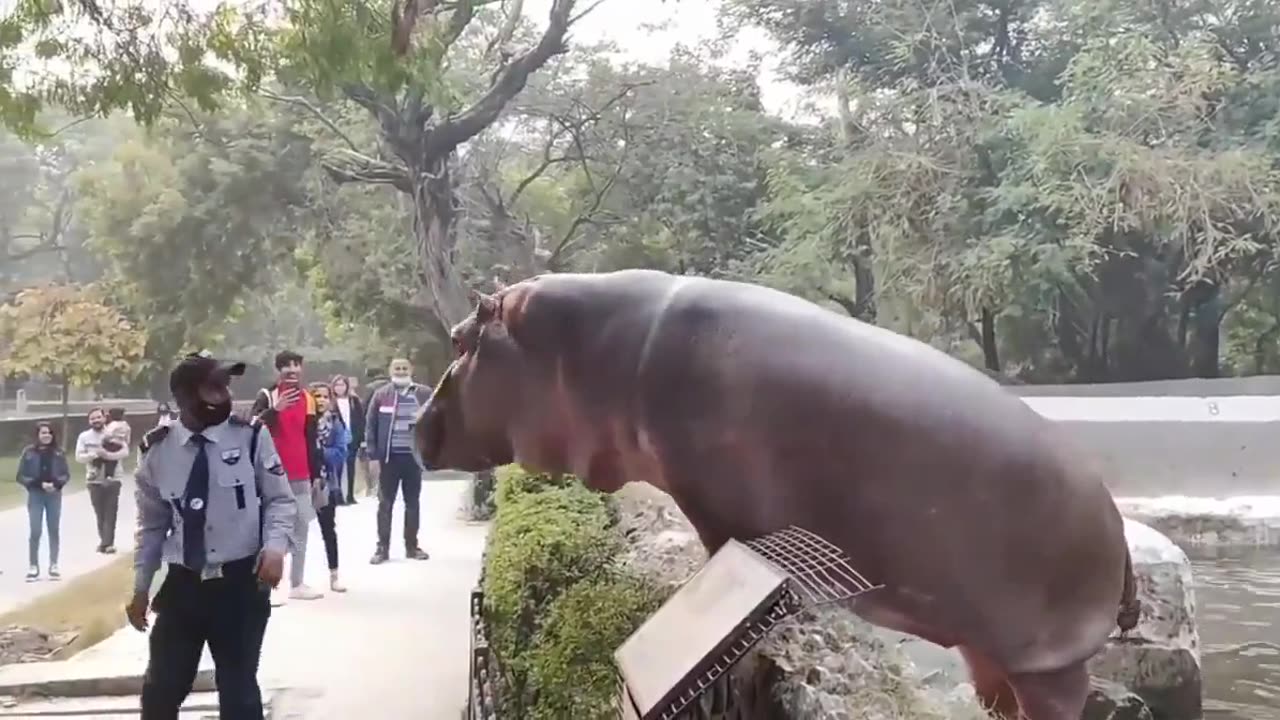Security guard risking his life to save incredibly unalarmed zoo visitors from a hippo