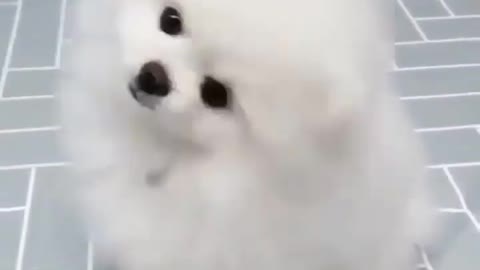 Cute puppy ❤️