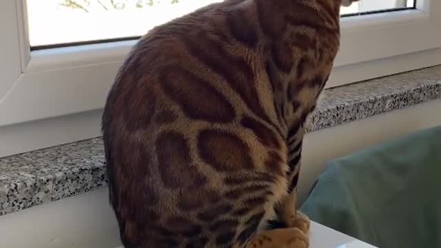 cat video of,cat video come outside