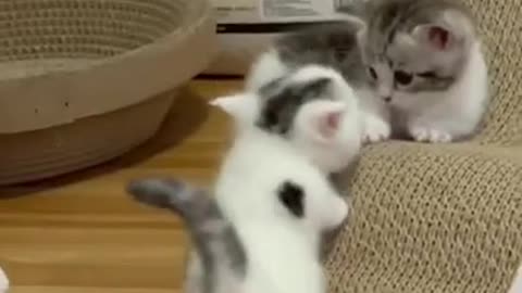 Funny Cat video Funny animal videos