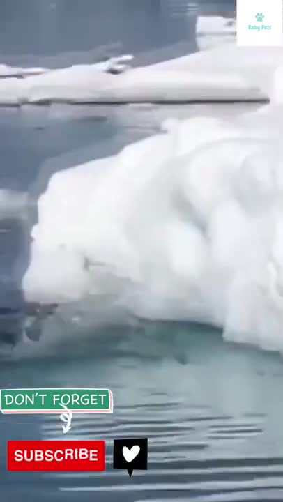 Adorable Penguin Jumps Around with Joy and Happiness