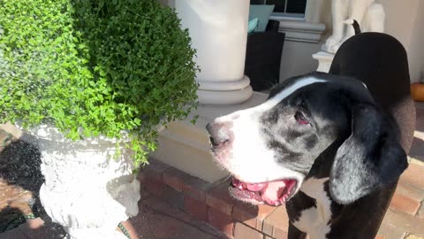 Fun with dog #doglovers