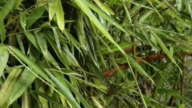 Bamboo leaves