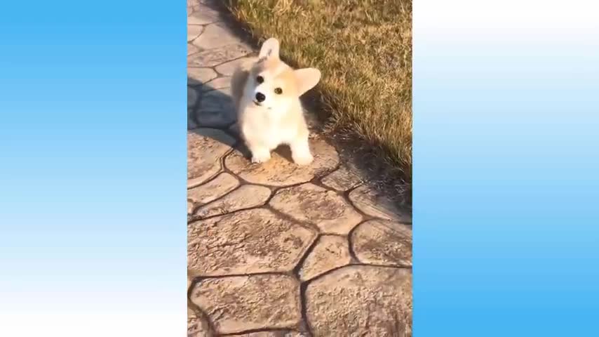 Cutest funny puppies ever๐๐ part 4