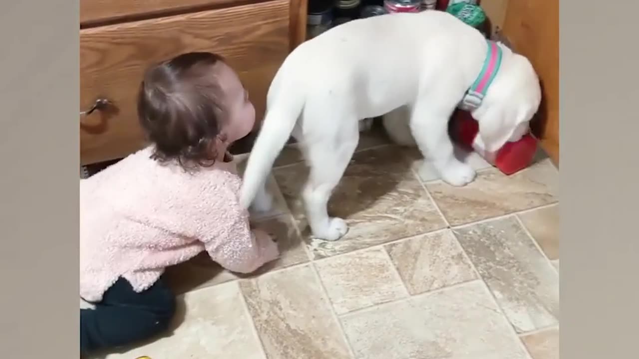 Baby Dog's Love little baby play with Dog's 😘