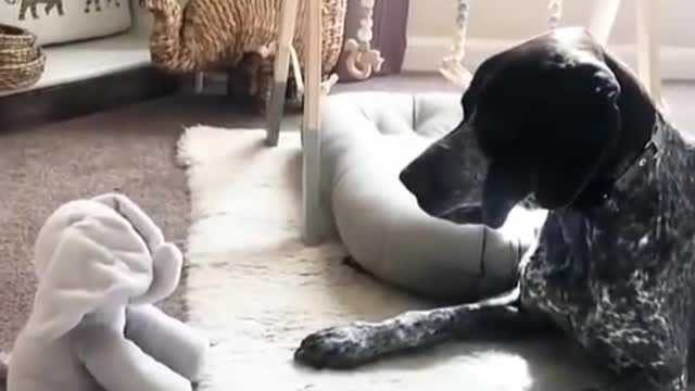 Cute dog scared by toy elephant