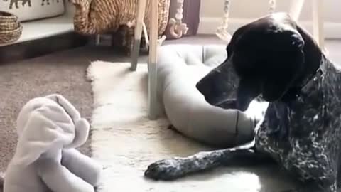 Cute dog scared by toy elephant