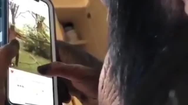Monkey Uses Smartphone