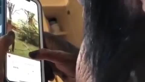 Monkey Uses Smartphone
