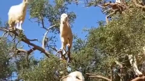 Goats on Tree .