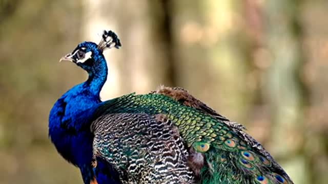 Beautiful peacock😍