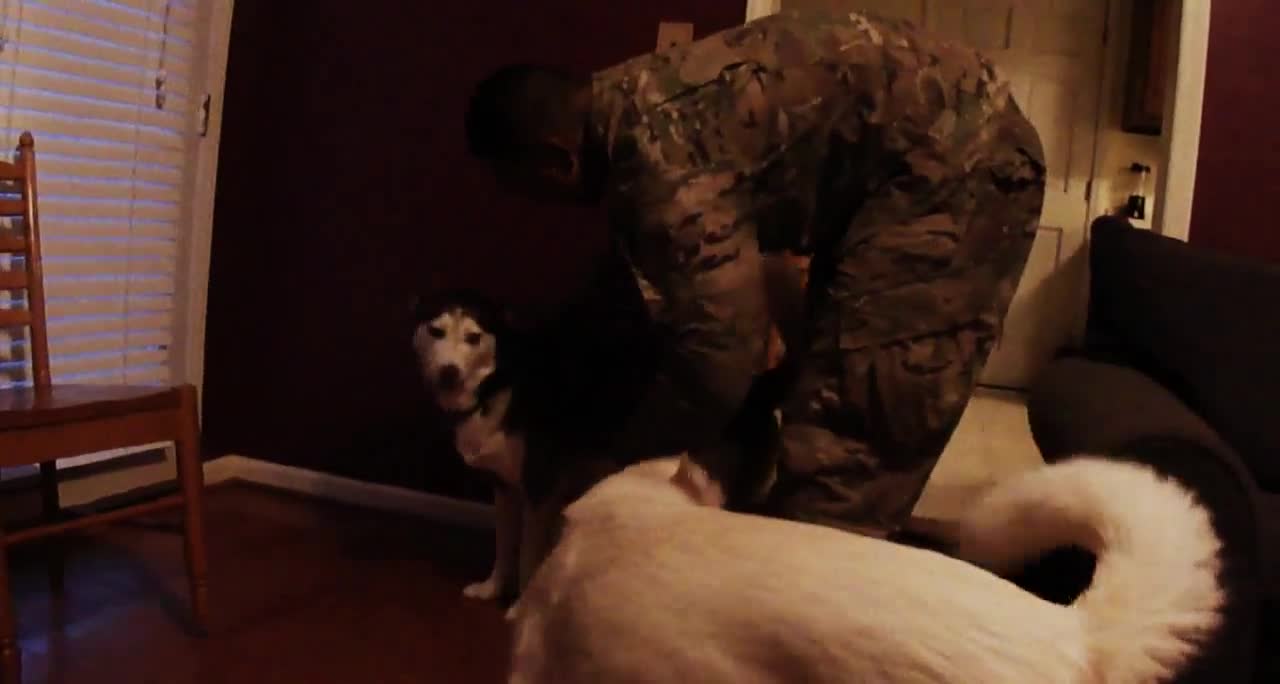Husky dogs welcome soldier home from afghanistan