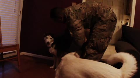 Husky dogs welcome soldier home from afghanistan