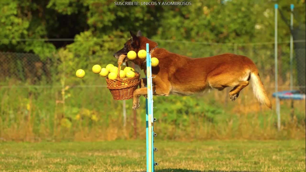 DOG ON A TRAINING DAY