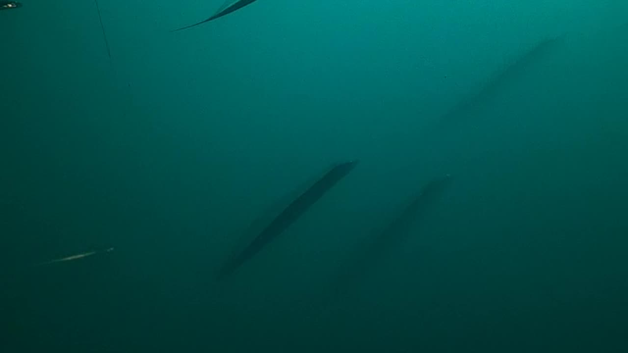 NO FISH WERE HARMED WHILE MAKING THIS TOTALY AWSOME VIDEO!
