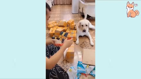 All the amost dogs in the world in one video