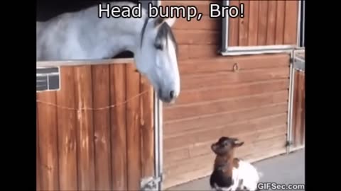 Funny Animal Clips