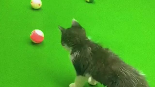 #funny #cat Hahahaha super cute!!!
