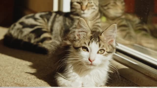 Cats Funny