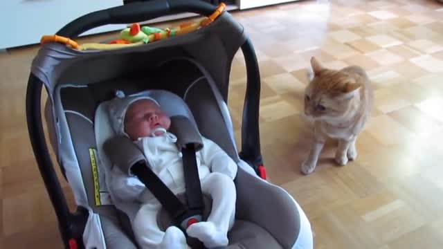 first time cat seen a baby reaction