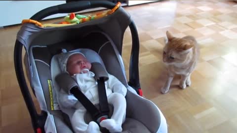 first time cat seen a baby reaction