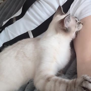 If I stop petting her too soon she reminds me with her teeth.