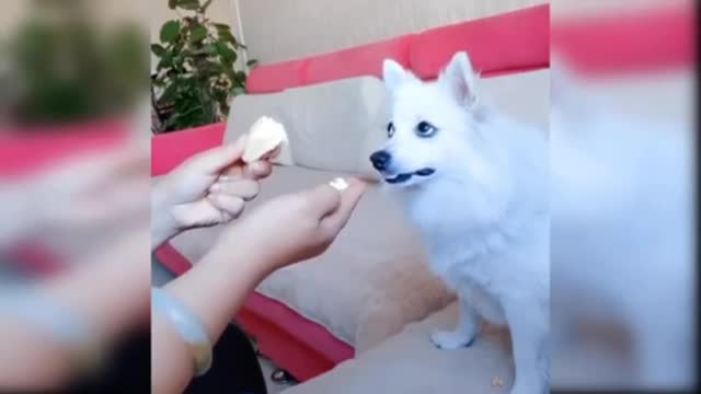 Angry dog 🐕 ll
