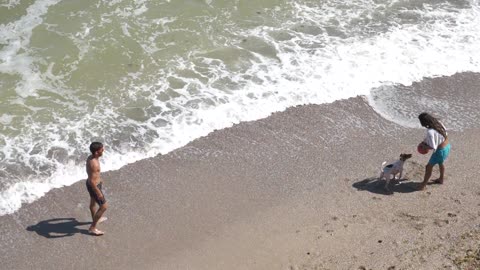 Lovely dog ​​playing on beach