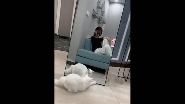 Funny animals(dogs)video