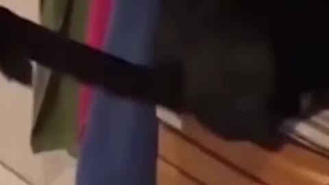 Cute Funny Cat Makes Bed for Itself on Shelf! Try Not to Laugh #shorts